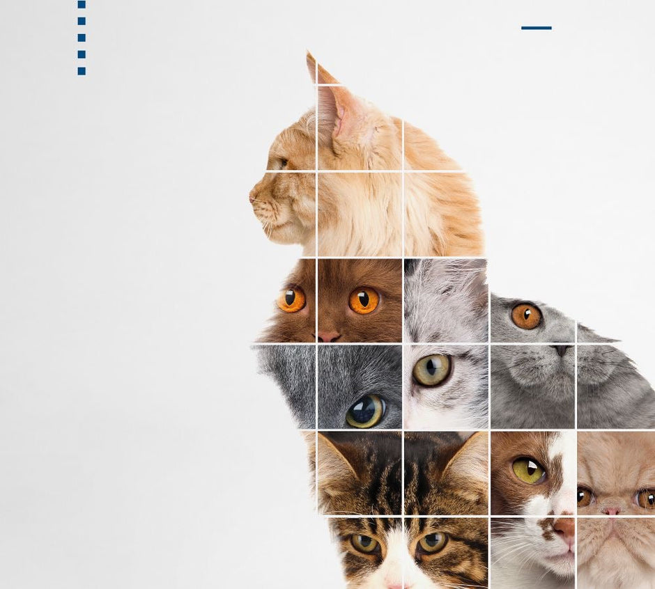 Jumanji Pet Shop Lebanon | Cat & Dog Food, Treats, Toys & Accessories