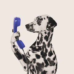 Collection image for: Dog