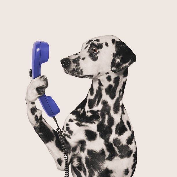 Veterinary Advice You Can Trust 🩺